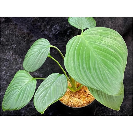 Homalomena sp. "Aceh selatan" Aceh Sumatra [TB]
