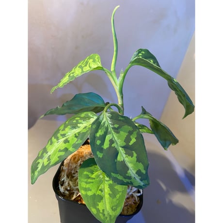 Aglaonema pictum GW1410 from Padang sidempuan [TB]