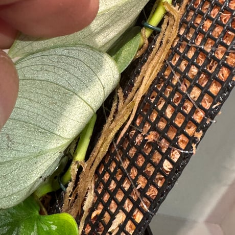 Philodendron sp. from Iquitos Peru [tanakay]