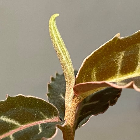 Emblemantha urnulata (Labisia sp.) from Riau sumatera [LA0815-01]