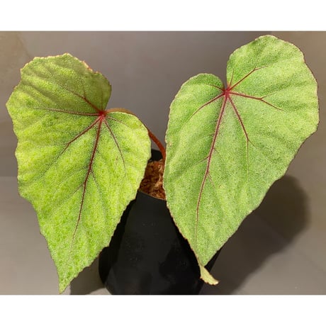 Begonia sp. from Ha Noi [TK140617]