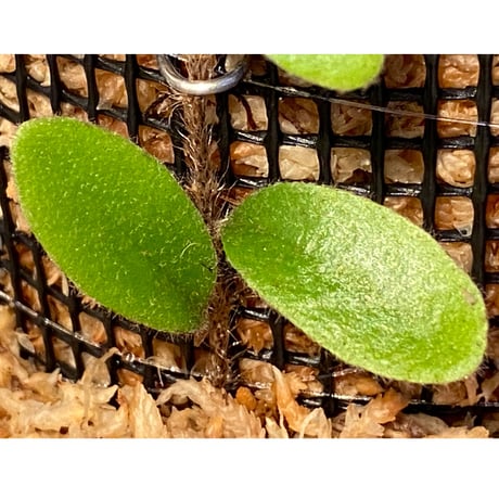 Pyrrosia nummularifolia from Santa Fe Luzon Philippines [KSB]
