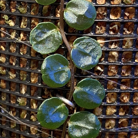 Marcgravia sp. "Azreal"