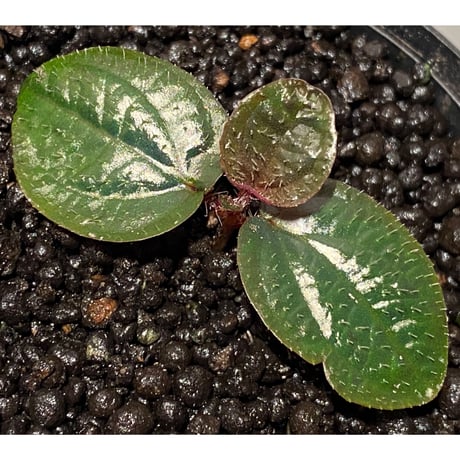 Phyllagathis rotundifolia [STRINGE PLANTS]