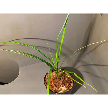 Mapania sp. from "Nanga pinoh" Melawi Kalimantan barat [TB]