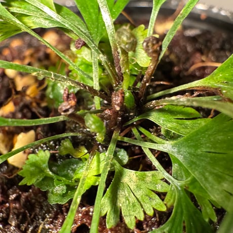 Actiniopteris australis