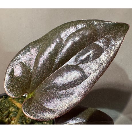 Syngonium cf. erythrophyllum from Colombia [LA0316-02]
