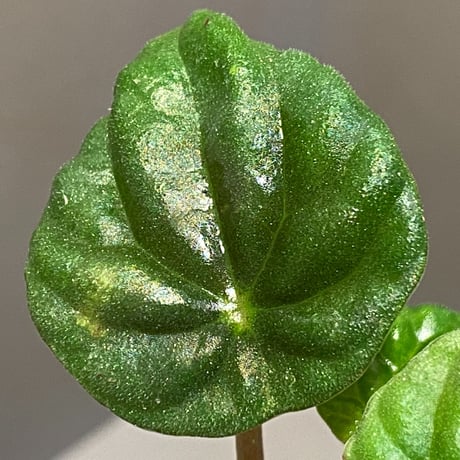 Peperomia meridiana from Ecuador [tanakay]