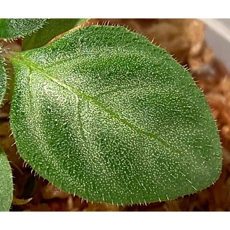 Gymnostachyum sp. f1 from Sumatera Barat [LA0414-01]