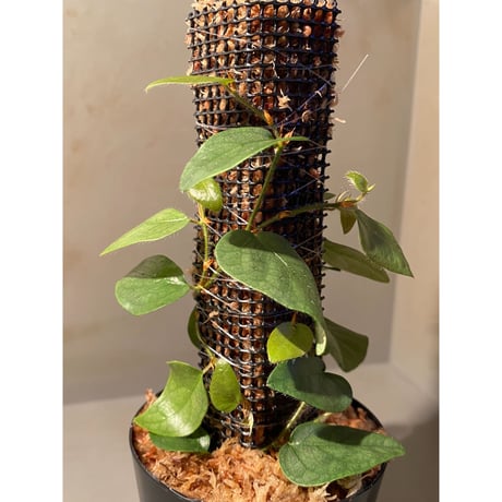 Ficus sp. from Murung raya [LA0515-05]