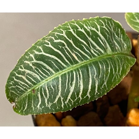 Ardisia sp. from Perlis Malaysia