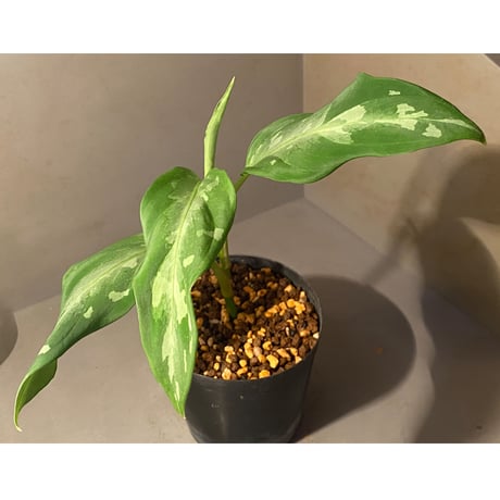 Aglaonema pictum A from Aceh sumatera [LA1115-03 i] ③