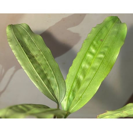Mapania cuspidata from Bengkayang West Kalimantan