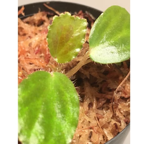 Begonia blancii