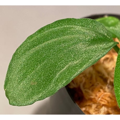 Homalomena sp. "Sunshine Natal"BNN from Sibolga timur [AZ1217-6]