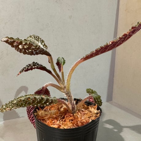 Nautilocalyx sp. 伊藤蟻植物農園
