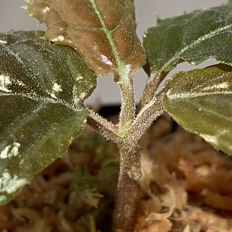Ardisia sp. from Bengkulu [LA0315-1]