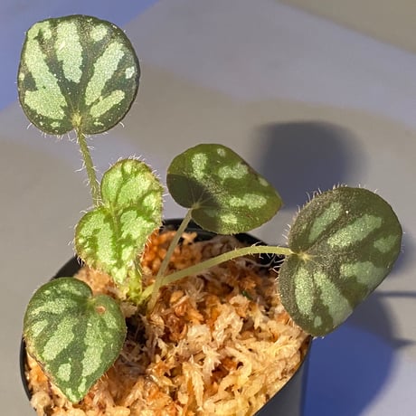 Begonia luzonensis