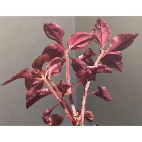 Melastoma sp. from Sibolga