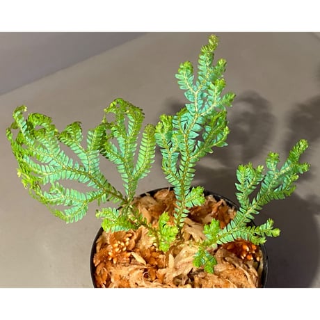 Selaginella siamensis ①