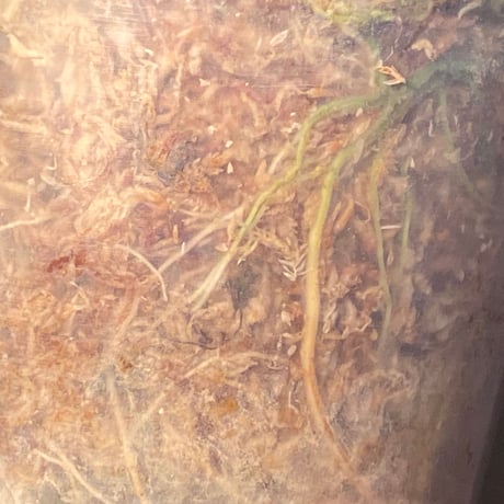Homalomena sp. from Pulau Lingga [STY]