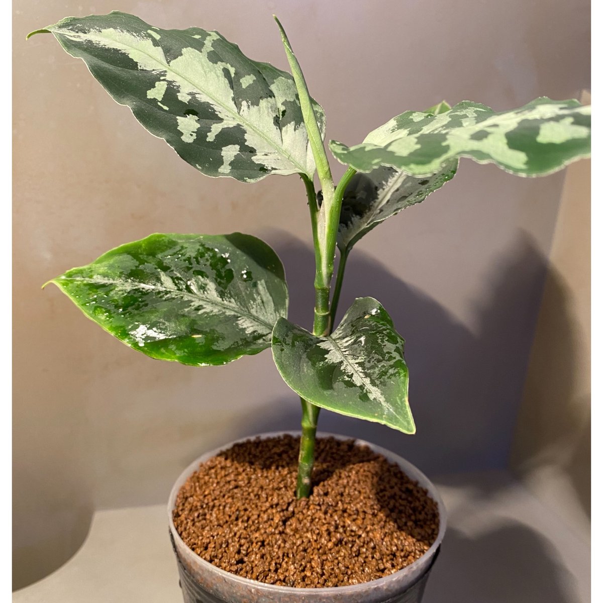 Aglaonema pictum [LA0815-z-p-24] | Ｍ・Ｒ・Ｇ・Ｒ