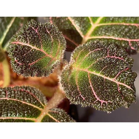Pearcea hypocyrtiflora from Rio Napo Ecuador [tanakay] 赤葉脈