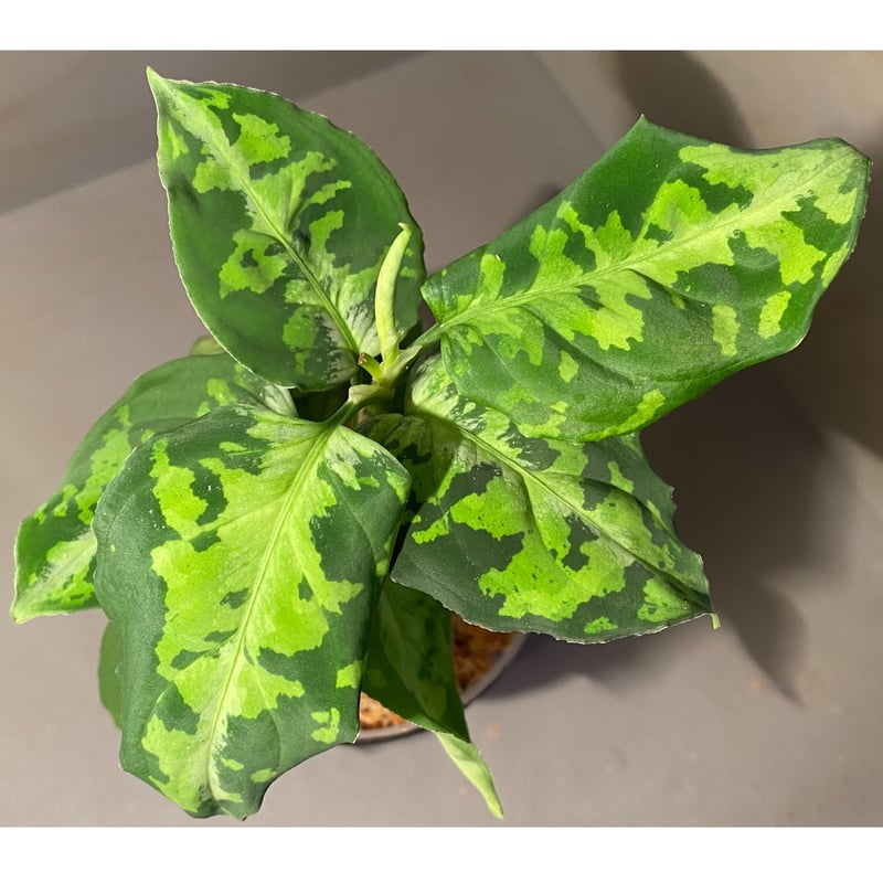 Aglaonema pictum GW1410 from Padang sidempuan [...