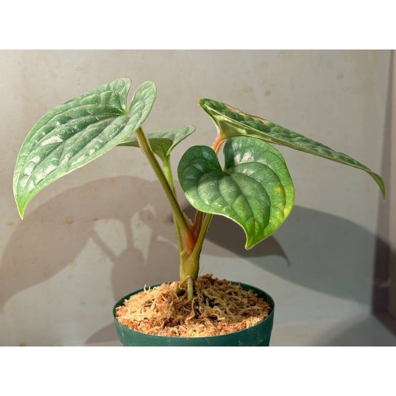 Anthurium luxurians | M・R・G・R