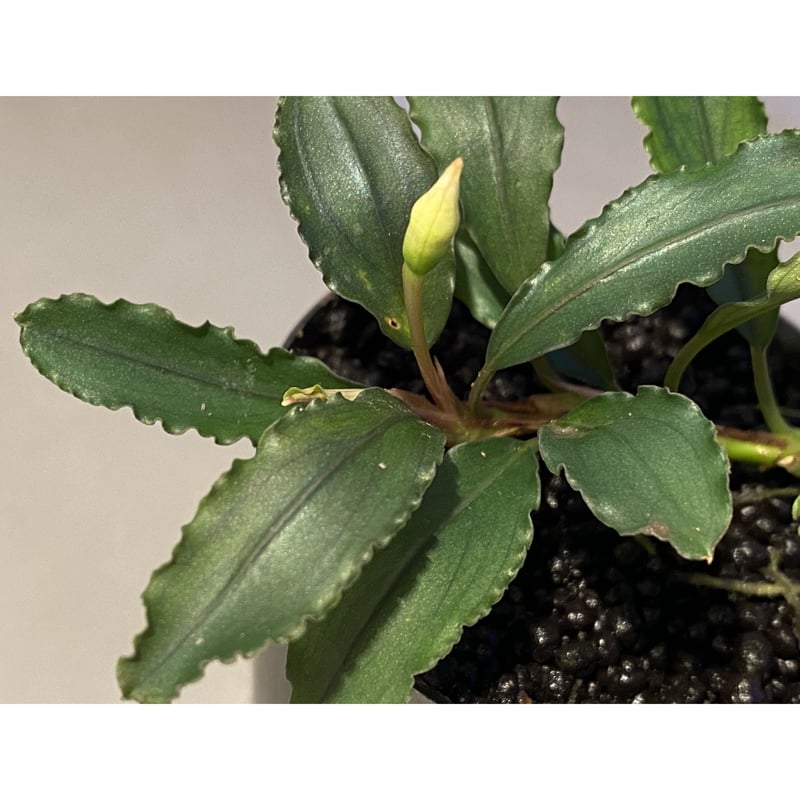 Bucephalandra sp. 