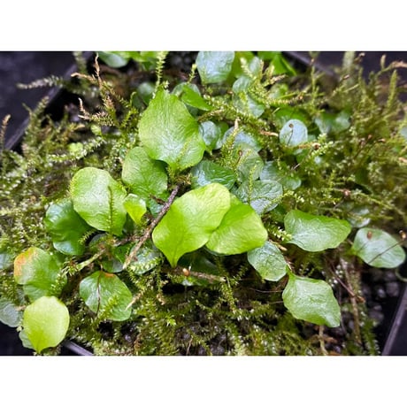 Microgramma heterophylla 伊藤蟻植物農園