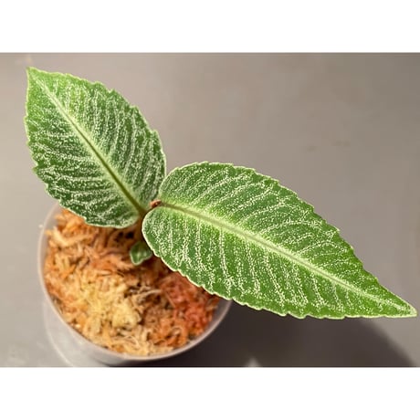 Ardisia sp. from Raub Pahang