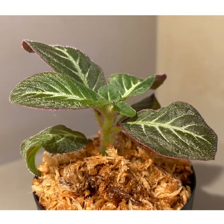 Codonoboea cf. pumilla from Riau sumatera [LA1119-02]
