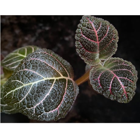 Pearcea hypocyrtiflora from South America