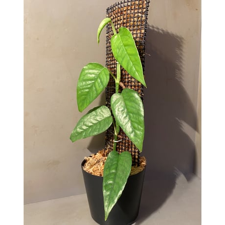 Philodendron sp. from Venezuela [tanakay]