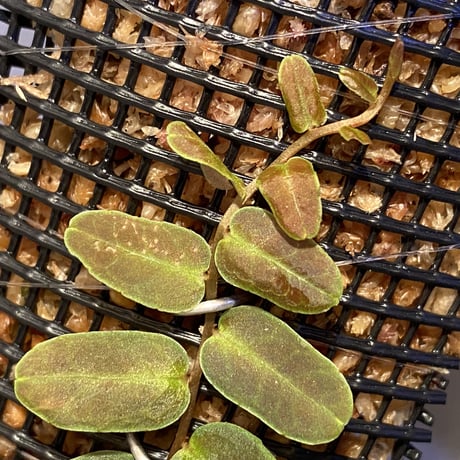 Marcgravia sp. "Bronze"