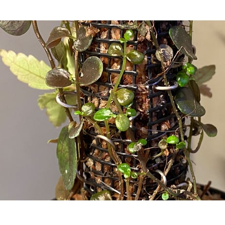 Pilea imparifolia from Iquitos Peru [tanakay]