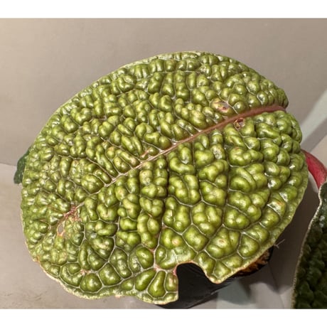 Ardisia sp. ''Snake Skin" from Kapuas hulu West Kalimantan