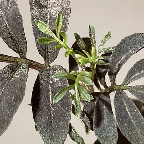 Solanum uleanum
