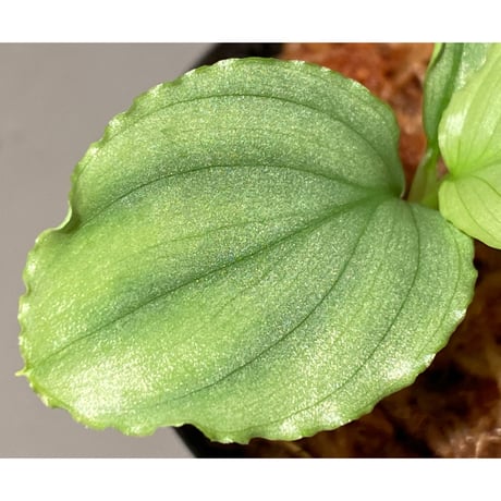 Homalomena sp. "Green" from Bogor