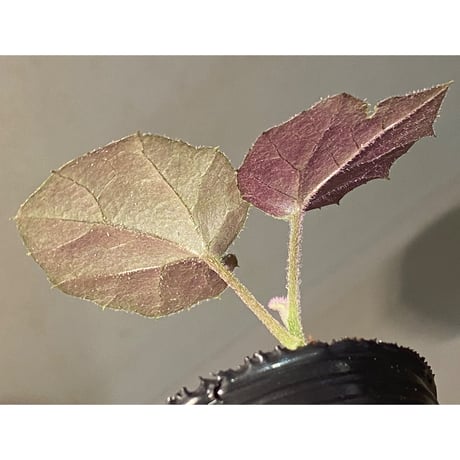 不明種 from Cao Bang VIETNAM [R1217-02]