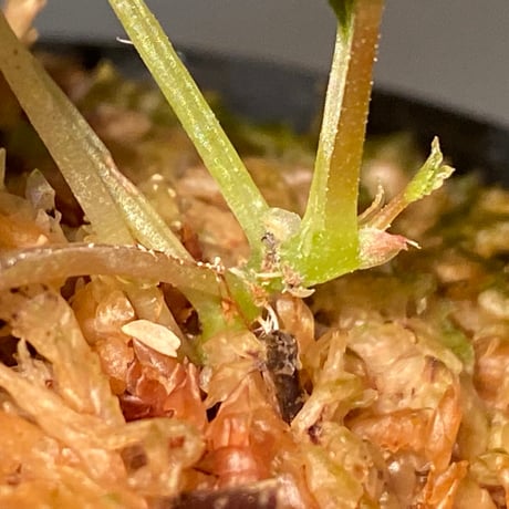 Begonia '煉獄-壱' [LA hyb.-f1-01]