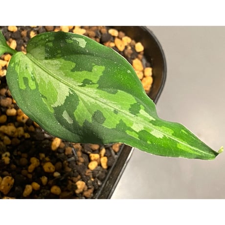 Aglaonema pictum tricolor from Sumatera A2 [TK070918]