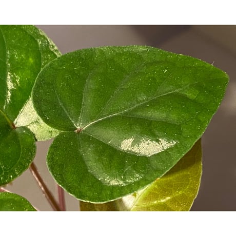 Unknown from Iquitos Peru [tanakay]