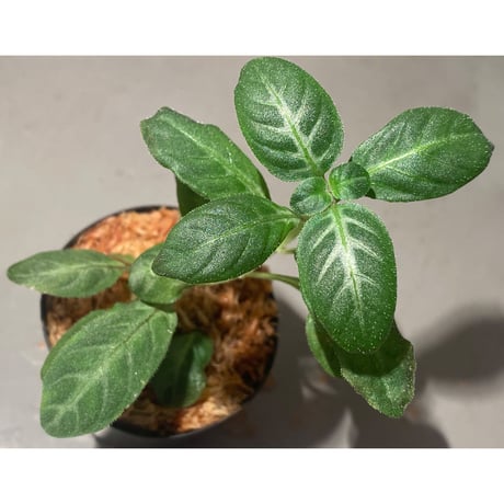 Gymnostachyum sp. from Sumatera Barat [LA0414-01]
