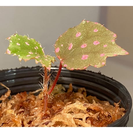 Begonia sp. "Muara Wahau" Kutai timur Kalimantan timur [TB]