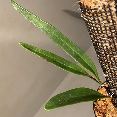 Pyrrosia sp. from Chaiyaphum Thailand