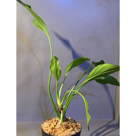 Homalomena sp. from Sekadau Selatan