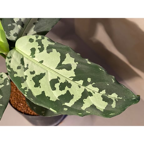 Aglaonema pictum "しるば〜らいん" from Aceh sumatera [LA1218-01b]