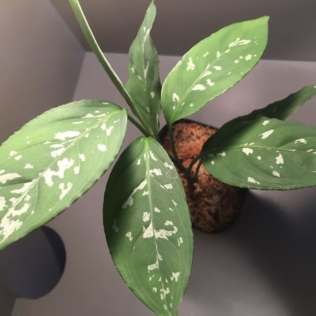 Aglaonema nebulosum from Kuala Rompin [TK220916-2] タグ付き